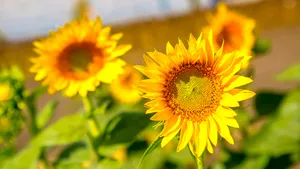 Cum pot fermierii români să contribuie la economia industriilor sustenabile prin culturi intermediare