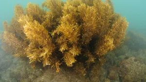 Algele ar putea reduce emisiile de metan cu 82%. Ce au descoperit cercetătorii în cazul vitelor