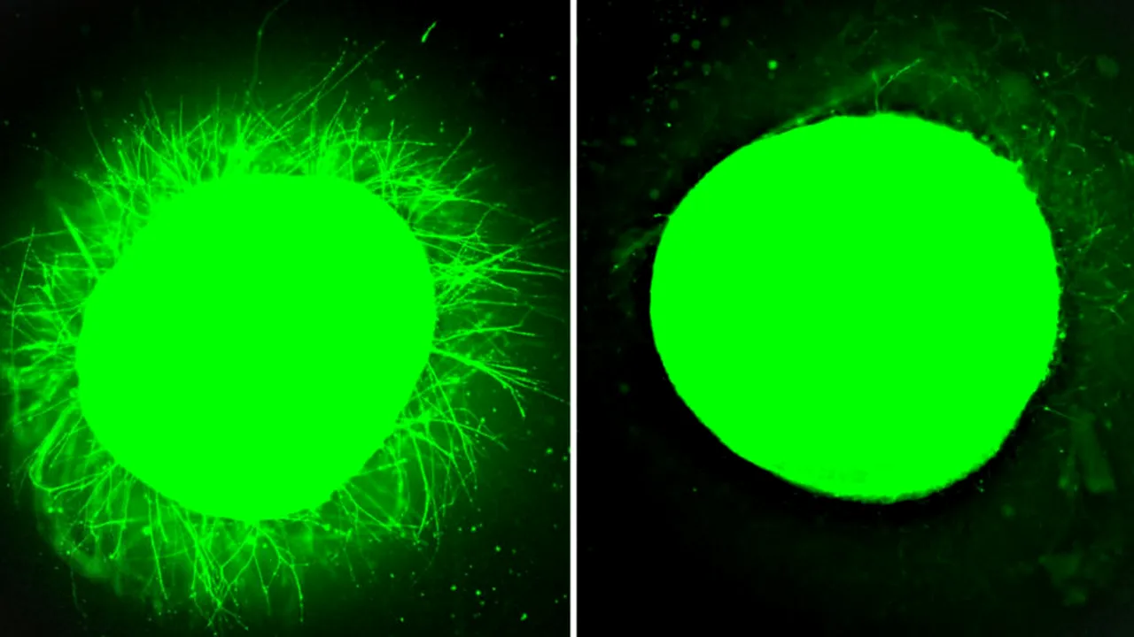 Un pas uriaș spre tratarea paraliziei: țesutul nervos uman s-a regenerat în laborator