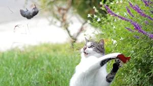 Tom şi Jerry în viaţa reală. Crezi că şoricelul a supravieţuit? - FOTO