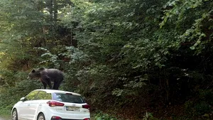 Un urs a fost fotografiat cocoţat pe o maşină, pe Valea lui Stan. Jandarmii au alungat animalul FOTO