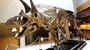 Fosile de dinozauri, scoase la licitaţie