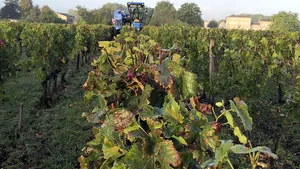 Producţia de vin din acest an va fi afectată de vremea nefavorabilă. Ce impact au schimbările climatice asupra viţei de vie din Europa