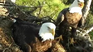 Păsările care au generat 19 milioane de vizualizări pe internet - VIDEO