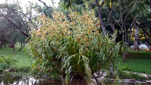 Cea mai mare orhidee din lume a înflorit în Brazilia. Vezi aici cum arată