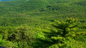 VIDEO. Cea mai veche pădure fosilizată din lume a fost descoperită în statul New York