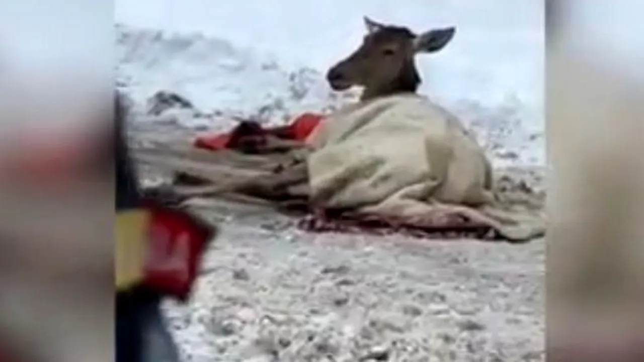Căprioară rănită în curtea unei fabrici din Braşov, tratată şi eliberată de jandarmi în pădure 