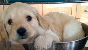 Un tânăr a fost reţinut de poliţişti pentru înşelăciuni cu pui de câini de rasă