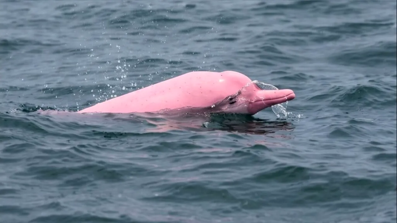 Un delfin roz, filmat în largul coastelor Omanului, a devenit viral. Specialiștii explică de ce are această culoare neobișnuită