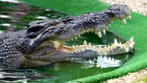 Cu crocodilii în închisoare, la deținuții Hamas. Tribunalul din Ierusalim suspendă planul lui Ben Gvir