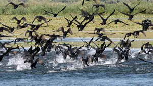 Romanian President Pushes For Strong Promotion Of Danube Delta In 2009
