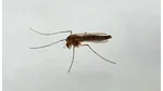 Virusul West Nile în România: 13 cazuri de infecție, cei mai afectați sunt vârstnicii