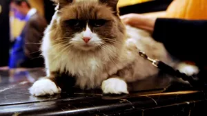 Matilda, pisica-mascotă a unui hotel din New York, obligată să poarte lesă - VIDEO