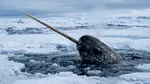 Narvalii, transformați în cercetători ai Arcticii. Descoperiri îngrijorătoare vin din fiordurile Groenlandei