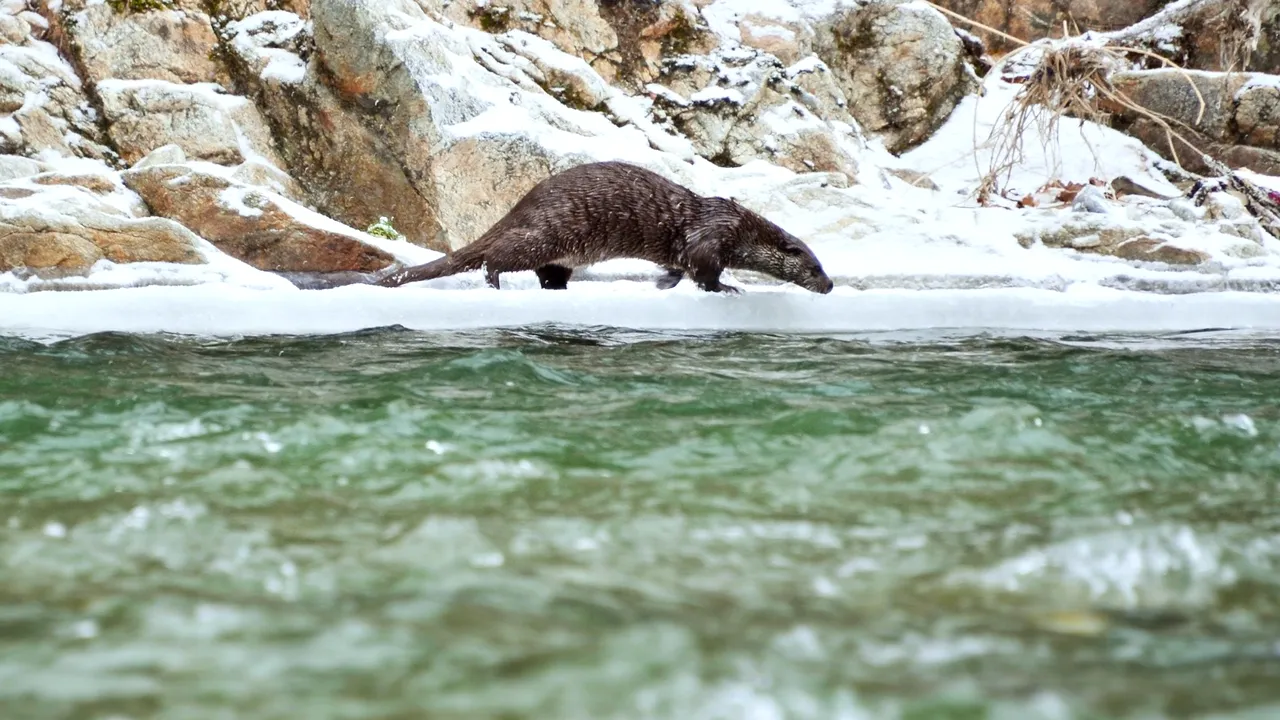 VIDEO Siestă în natură, pe malul râului: Imagini rare cu o vidră, surprinse în Defileul Jiului