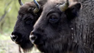 O turmă de zimbri, filmată în pădurile din Neamţ. Printre animale este şi un pui de zimbru