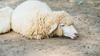 AGRICULTURĂ „Cu Dumnezeu nu ne putem bate”. Canicula pune la pământ fermele din Botoșani