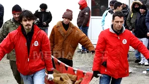 Animalele lui Nuţu Cămătaru, ridicate de pe proprietatea acestuia. Cei patru lei şi doi urşi vor fi duşi la Zoo Bucov - FOTO