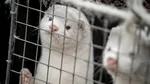 Fermele de blană din Europa sunt în extincție. Probabil că este cea mai răsunătoare victorie a organizațiilor pentru drepturile animalelor