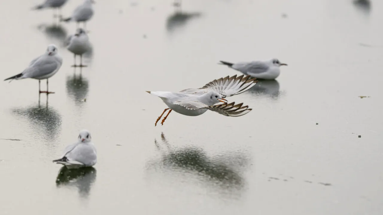 Minus 20 de grade și încă patru zile de ger continuu în România
