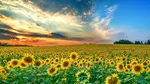 România, locul 1 în UE la producția de floarea-soarelui în 2025