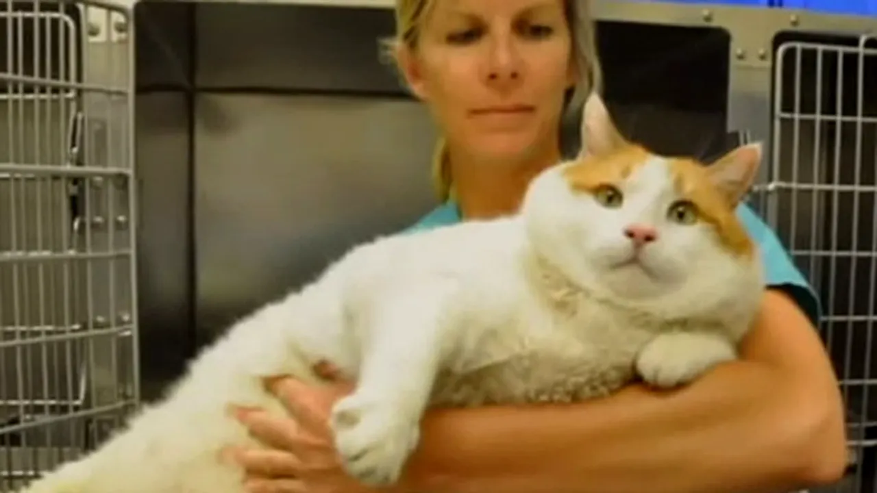 Ai adopta o pisică de 18 kilograme? Povestea lui Miau, felina care trebuie să ţină dietă - VIDEO