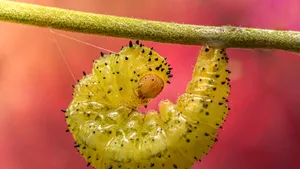 Un vierme periculos mănâncă carne vie. Texas a declarat stare de dezastru