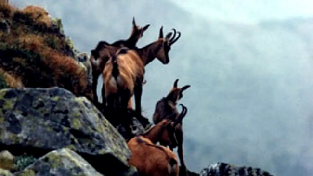 ”Sprinturi” spectaculoase ale caprelor negre, surprinse în Parcul Natural Bucegi | VIDEO