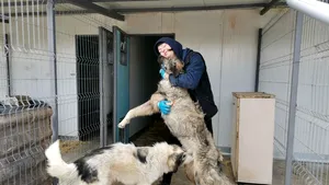 Singurul spital al animalelor orfane din sud-estul României, Help Lăbuş, îşi suspendă activitatea din cauza COVID