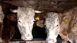 Un gigant apare în zootehnie. Unde se construiește un complex uriaș pentru zeci de mii de bovine destinate exportului