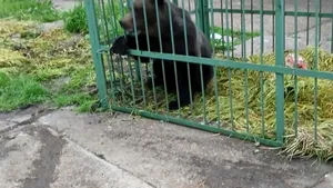 Urs capturat în incinta Școlii de Agenți de Poliție din Câmpina