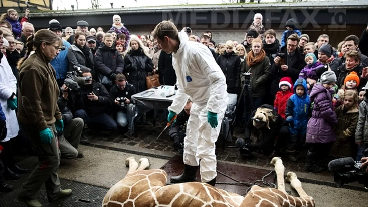 Controverse în Danemarca: O girafă a fost ucisă, tranşată şi aruncată la lei, de angajaţii unei grădini zoologice - FOTO, VIDEO