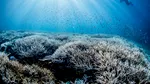 Consecințele încălzirii globale. Albirea coralilor se extinde după cel mai călduros an
