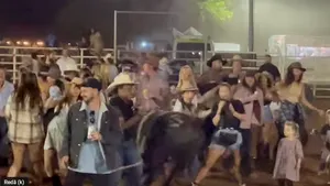 Un taur a intrat în mulţimea care dansa: doi răniţi la rodeoul Kununurra