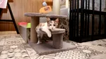 Semnalele discrete prin care pisica poate ascunde o afecțiune gravă. Când recomandă specialiștii consultul veterinar