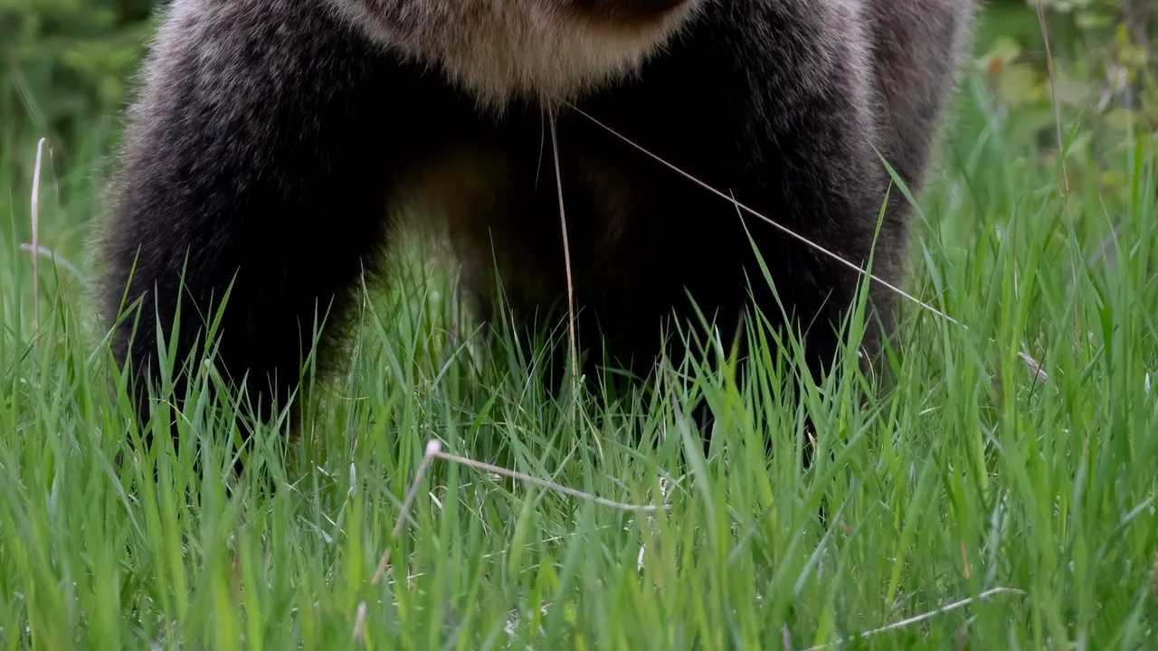 Atacul unui urs grizzly în Parcul Naţional Banff din Canada s-a soldat cu doi morţi
