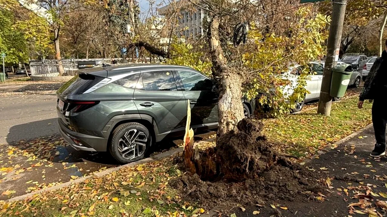 Un copac s-a prăbușit peste o mașină în cartierul Nordului din Capitală | FOTO-VIDEO