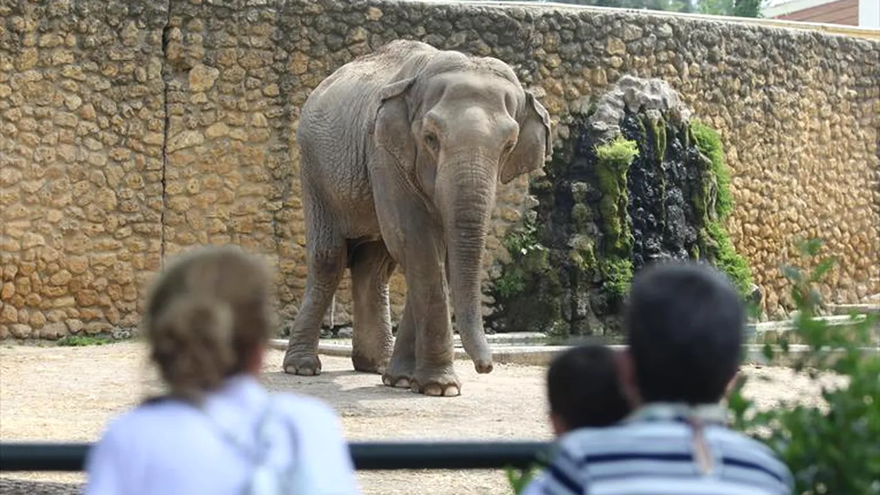 „Cel mai trist elefant din lume” a murit după 43 de ani petrecuţi în singurătate | VIDEO