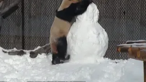 VIDEO Cum reacţionează un urs panda când face cunoştinţă cu un om...de zăpadă