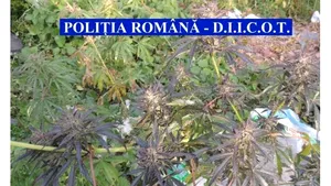 Percheziţii la suspecţii de trafic de droguri din Constanţa: Anchetatorii au ridicat peste jumătate de kilogram de canabis şi mii de euro - FOTO