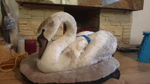 O lebădă prinsă în gheaţă pe râul Suceava a fost salvată de un trecător