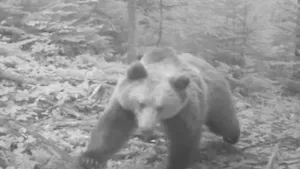 Imagini inedite. O ursoaică descoperă o cameră de monitorizare în Parcul Natural Apuseni - VIDEO