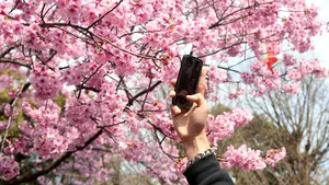 Un oraș din Japonia anulează festivalul florilor de cireș din cauza incidentelor provocate de turiști