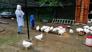 FOTO Afacere extinsă în epidemie: Pe lângă păstrăvăria ecologică a deschis şi o crescătorie de pui bio