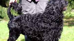 Obama va avea un câine de apă portughez