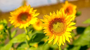 Tehnologiile avansate ajută fermierii români să maximizeze producţia de floarea-soarelui