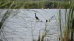 Mai multe state UE cer măsuri dure împotriva cormoranilor, păsările acuzate că consumă 360.000 de tone de pește
