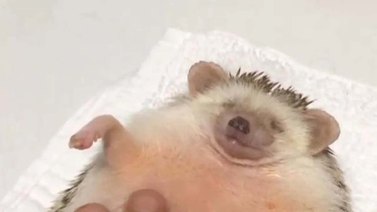 VIRAL Cum se relaxează aricii. Videoclipul vizualizat de peste 5 milioane de oameni