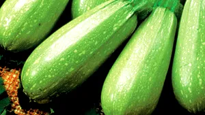 Inspectorii ANSVSA au depistat în Ilfov 20 de tone de dovlecei contaminaţi cu pesticide, proveniţi din Turcia