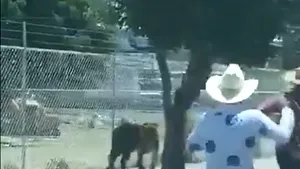 VIDEO Un bărbat a prins cu un lasou un tigru ce se plimba pe străzi